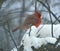 Snow eating male cardinal