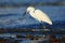 Snow Egret, Egretta thula, in the coast habitat. Heron with sun in the morning sunrise. Bird with the dark blue sea. Heron in the