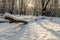 Snow in Epping Forest