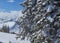 Snow on evergreen trees in the Utah Wasatch Mountains