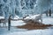 Snow is everywhere in Finnish Lapland, but deer are looking for food.