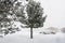 Snow fall on the lawn covered with the nice pine trees are stand