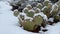 Snow falling on a cactus in Arizona