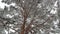 Snow falling with hoarfrost tree in winter season, low angle view