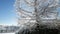 Snow falling on an ice-covered pine tree