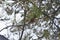 Snow falling through the thin pine trees