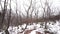 Snow falls on dormant trees in Catskills