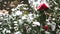 Snow falls on the red camellia flower. Camellia flower in bloom covered in snow. 