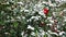 Snow falls on the red camellia flower. Camellia flower in bloom covered in snow. Blooming camellias covered in white snow. the red