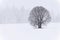 Snow falls on White Oak Tree