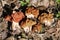 Snow false morel Gyromitra gigas and False Morel Gyromitra fastigiata mushrooms in forest