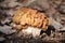 Snow false morel Gyromitra gigas mushroom in forest