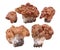 Snow false morel Gyromitra gigas mushrooms isolated on white