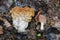 Snow false morel Gyromitra gigas and true morel Morchella deliciosa mushrooms in forest