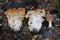 Snow false morel Gyromitra gigas and true morel Morchella deliciosa mushrooms in forest