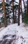 Snow fell asleep dunes and pines of the Baltic Bay. Winter landscape