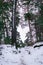 Snow fell asleep dunes and pines of the Baltic Bay. Winter landscape