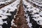 Snow fell on strawberry plants. Snow on the rows of strawberries covered with plastic black foil and between the inter-row space