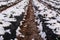 Snow fell on strawberry plants. Snow on the rows of strawberries covered with plastic black foil and between the inter-row space