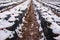 Snow fell on strawberry plants. Snow on the rows of strawberries covered with plastic black foil and between the inter-row space