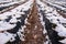 Snow fell on strawberry plants. Snow on the rows of strawberries covered with plastic black foil and between the inter-row space