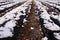 Snow fell on strawberry plants. Snow on the rows of strawberries covered with plastic black foil and between the inter-row space