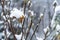 Snow fell on the unopened green leaves and buds, close-up. Snowfall and high precipitation in winter, the beginning of the heating