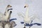 Snow field and swans in Japanese winter