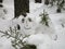 A snow figure of a kind grandfather from a snowdrift, cones, twigs and dry needles