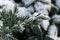 Snow fir tree branches under snowfall. Winter detail