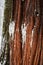 Snow Flakes Cling to Bright Orange Redwood Bark