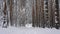 Snow flakes fall from spruce branches to the ground after a snowfall, forest path