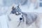 Snow flakes on the head siberian husky dog in winter blizzard outdoor