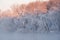 Snow Flocked Trees, Kalamazoo River