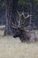 Snow flurries fall on bedded down, antlered male elk in Alberta