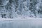 Snow forest on Bank of winter river. Reflection of frost trees