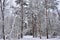 Snow forest biome, similar to the biome of the taiga in the ordinary world. Pine trees cover the area