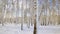 Snow forest in clear weather. trees bent under the weight of snow.