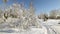 Snow forest in clear weather. trees bent under the weight of snow.