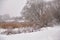 Snow and frost on cane on a frozen river. Overcast snowy weather