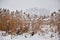 Snow and frost on cane on a frozen river. Overcast snowy weather