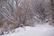 Snow and frost on cane on trees. Overcast snowy weather.