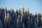 Snow and frost covered spruce trees partly lit by sunlight on a cold winter day