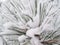 Snow frost on pine tree