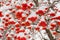 Snow and frost on the tree branches. Ripe bunches of Rowan. Winter day