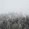 Snow frosted conifer trees slope up into the clouds