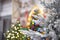 Snow frosted white pre-lit artificial Christmas tree amelia pine, warm LED micro fairy lights stunning illumination, tips adorned