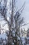 Snow gathers on a dead brush desert mountain