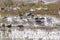 Snow Geese in a Bayou Wetland
