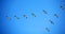 Snow geese in blue sky